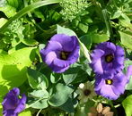 ایستوما گرندیفلوروم